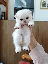 Gattini Scottish Fold e Straight