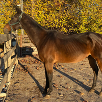 Quarter Horse