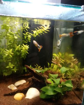 Acquario l. 40 Aquatlantis  (inclusi accessori)
