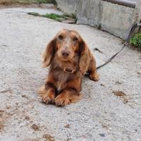 Bassotto nano a pelo lungo per monta