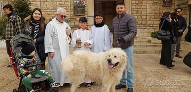 Pastore Maremma Abbruzzese