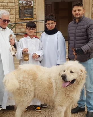 Pastore Maremma Abbruzzese