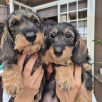 Bassotto a pelo duro kaninchen