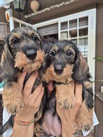 Bassotto a pelo duro kaninchen