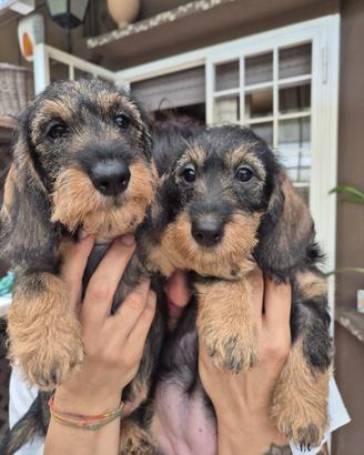 Bassotto a pelo duro kaninchen