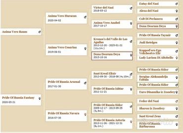 Disponibili cuccioli di dobermann selezionati