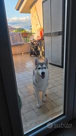 Cane Husky