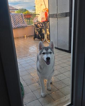 Cane Husky