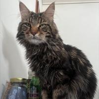 Gatto da monta Maine coon