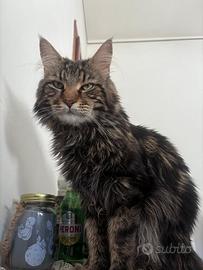 Gatto da monta Maine coon
