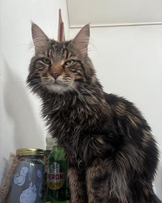 Gatto da monta Maine coon