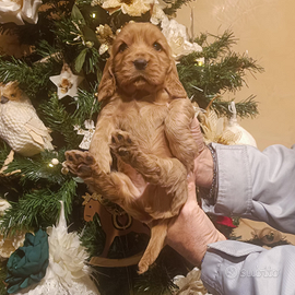 Cuccioli cocker spaniel