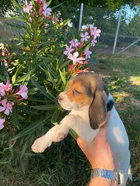 Cuccioli di Beagle