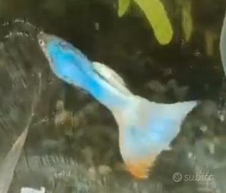 Guppy Show Delta Singa Pink White pesci tropicali