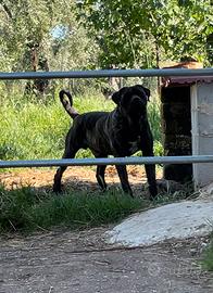 Stallone presa canario