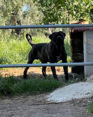 Stallone presa canario