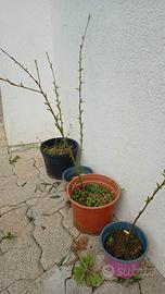 4 piante di pesco antico 