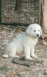 Maremmano abruzzese