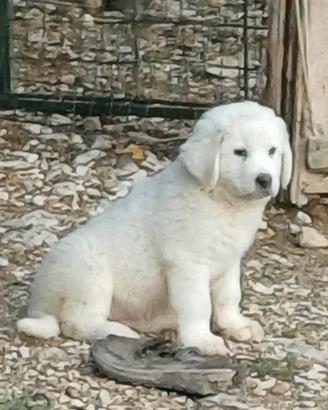 Maremmano abruzzese