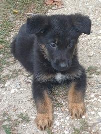 Cuccioli di Pastore Tedesco