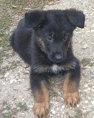 Cuccioli di Pastore Tedesco