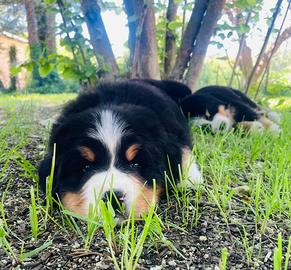 Cuccioli Bovaro del Bernese
