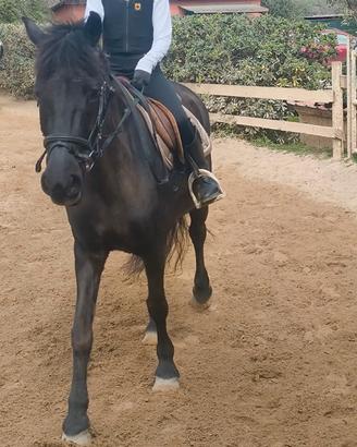 Pony Scuola 139cm