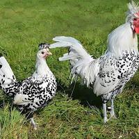 Galline galli appenzzeller