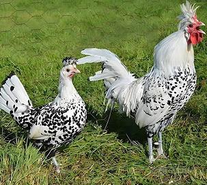 Galline galli appenzzeller