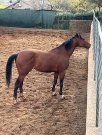 cavallo angloarabo