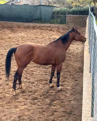 cavallo angloarabo