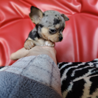 Chihuahua femmina Blue merle Akira 70gg Toy