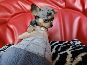 Chihuahua femmina Blue merle Akira 70gg Toy