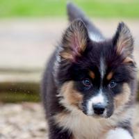 Pastore australiano cucciolo