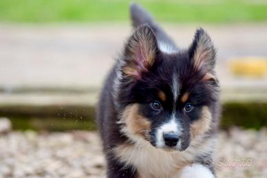 Pastore australiano cucciolo