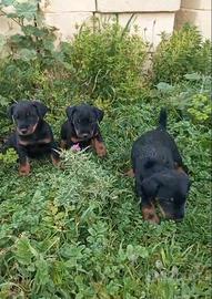 Cuccioli di jack terrier