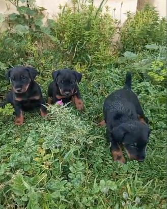 Cuccioli di jack terrier