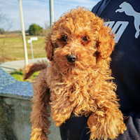 Barboncino nano femmina red