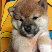 Shiba inu femmina rossa pedigree