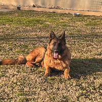 Pastore tedesco femmina