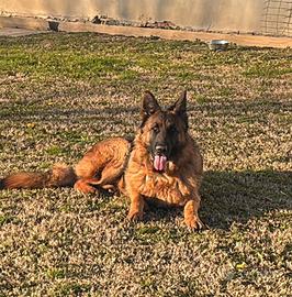 Pastore tedesco femmina