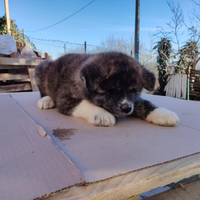 Cuccioli akita giapponese