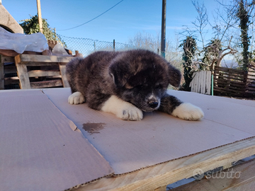 Cuccioli akita giapponese