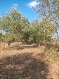 Campo agricolo pieve a Nievole