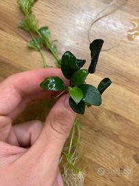 Anubias nana