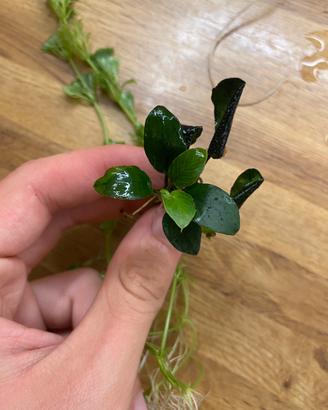 Anubias nana