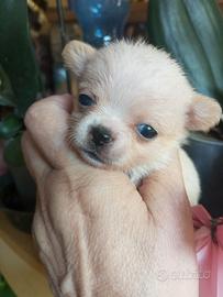 Grace chihuahua mini Toy 