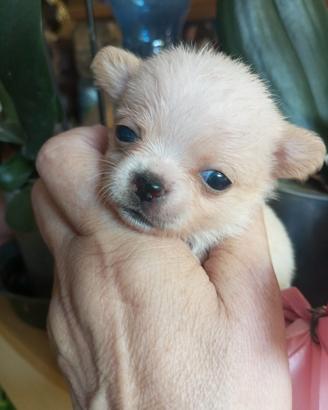 Grace chihuahua mini Toy 