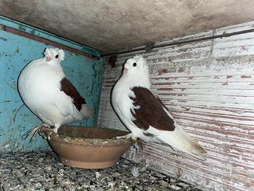 Colombi doppio ciuffo