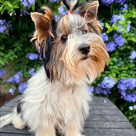 Biewer terrier